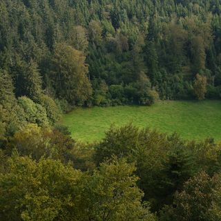 Une photographie d'un pré au milieu d'un bois