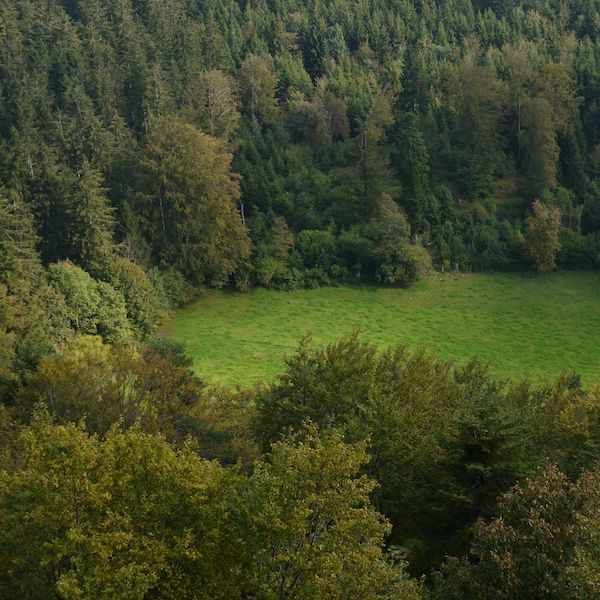 Une photographie d'un pré au milieu d'un bois